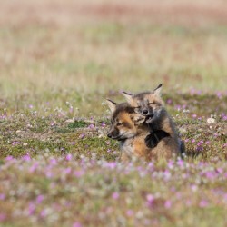 Red Fox Kits
