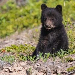 Black Bear Cub