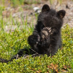 Black Bear Cub