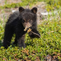 Black Bear Cub