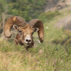 Bighorn Ram