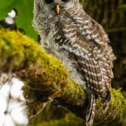 Barred Owlet