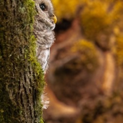 Barred Owlet