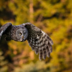 Great Gray Owl