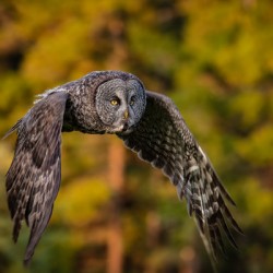 Great Gray Owl