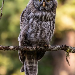 Great Gray Owlet