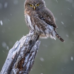 Northern Pygmy Owl