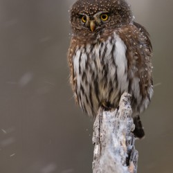 Northern Pygmy Owl