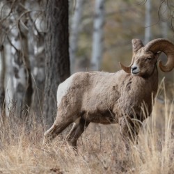 Bighorn Ram