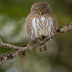 Northern Pygmy Owl