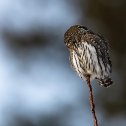 Northern Pygmy Owl