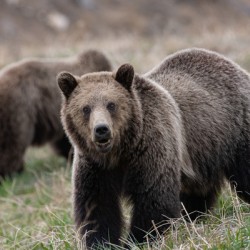 Grizzly Siblings