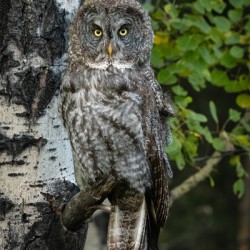 Great Gray Owl