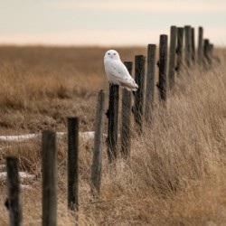 Snowy Owl