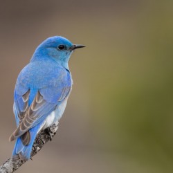 Male Mountain Bluebird