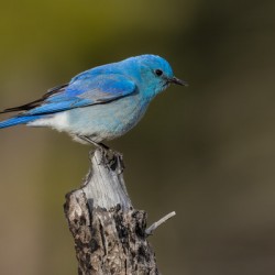 Male Mountain Bluebird