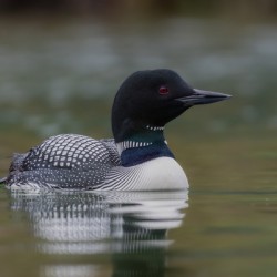 Common Loon