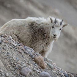 Mountain Goat Kid