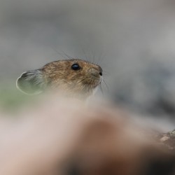 American Pika