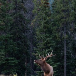 Bull Elk