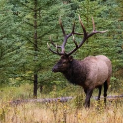 Bull Elk
