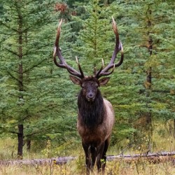 Bull Elk