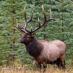 Bull Elk