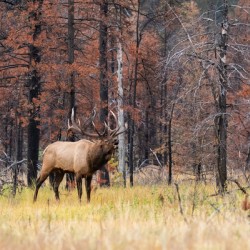Bull Elk