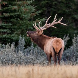 Bull Elk