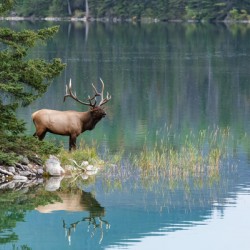 Bull Elk