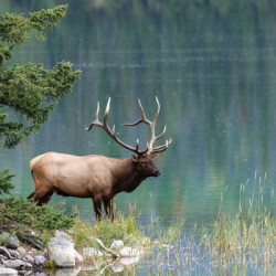 Bull Elk