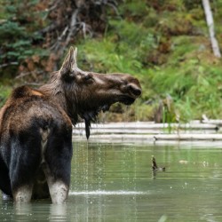 Cow Moose