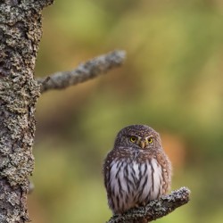 Northern Pygmy Owl