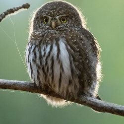 Northern Pygmy Owl