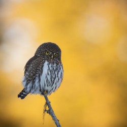 Northern Pygmy Owl