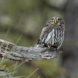 Northern Pygmy Owl