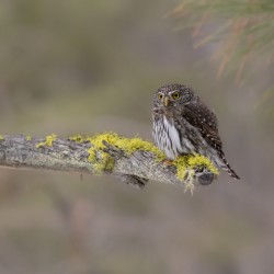 Northern Pygmy Owl