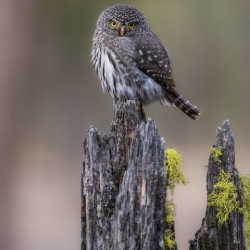 Northern Pygmy Owl