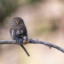 Northern Pygmy Owl