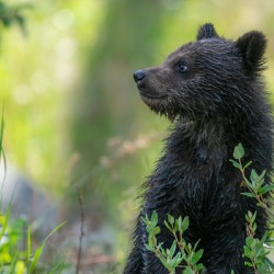 Grizzly Cub