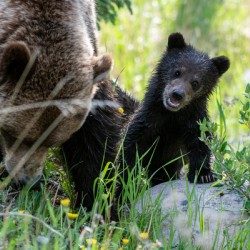 Grizzly Cub