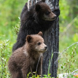 Grizzly Cubs