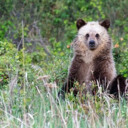 Grizzly Cub