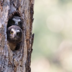 Northern Saw-Whet Owlets