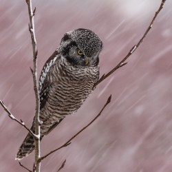 Northern Hawk Owl