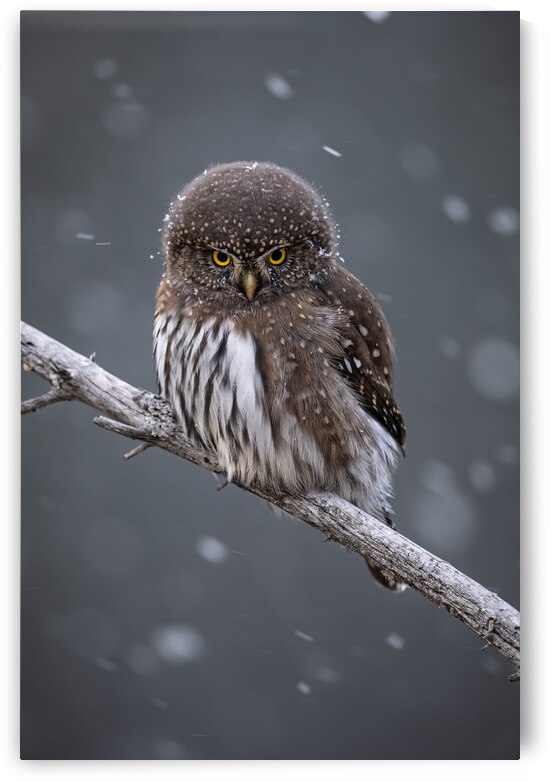 Northern Pygmy Owl by Randy Tremblay Photography