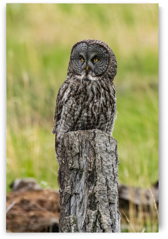 Great Gray Owl by Randy Tremblay Photography