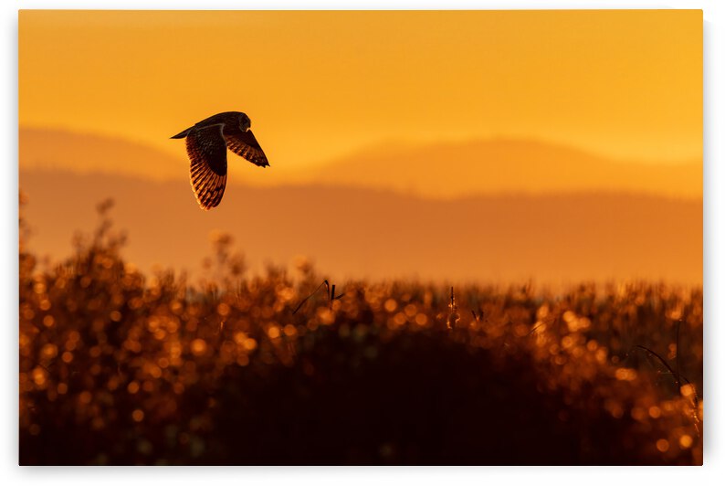 Short-eared Owl by Randy Tremblay Photography