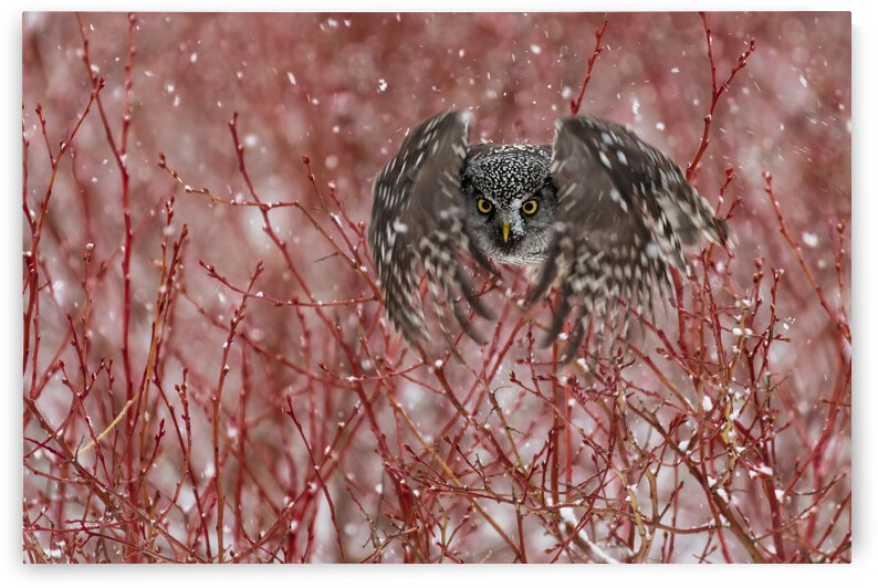 Northern Hawk Owl by Randy Tremblay Photography