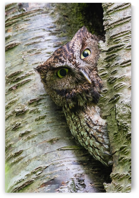 Western Screech Owl by Randy Tremblay Photography